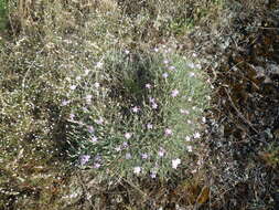 Dianthus hypanicus Andrz.的圖片