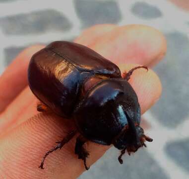 Image of European rhinoceros beetle