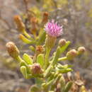 Image of Pluchea arabica (Boiss.) Qaiser & Lack