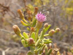 Image of Pluchea arabica (Boiss.) Qaiser & Lack