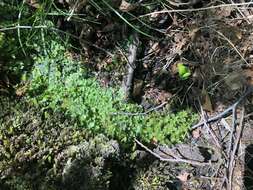 Image of Marchantia polymorpha subsp. montivagans Bischl. & Boissel.-Dub.