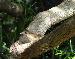 Image of Terrestrial Brownbul