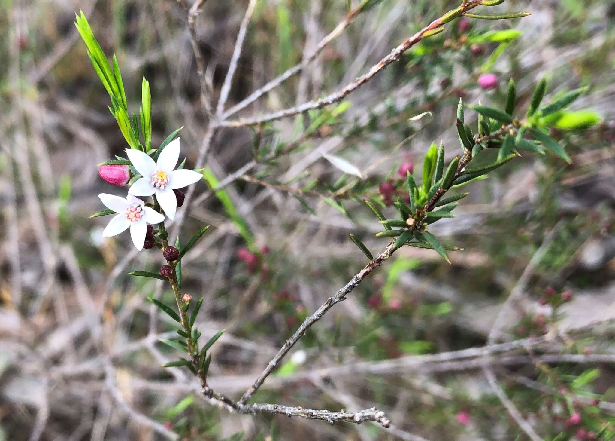 Image of Philotheca pungens (Lindl.) Paul G. Wilson