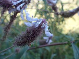 Image of <i>Coleus kirkii</i>