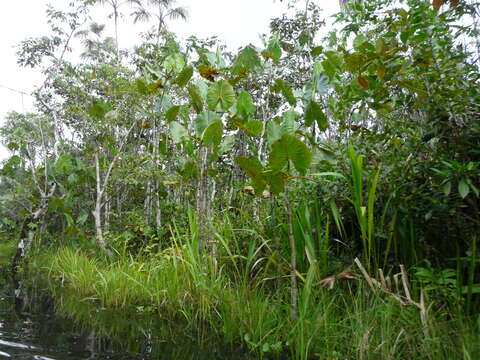 Montrichardia linifera (Arruda) Schott的圖片