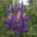 Image of Lupinus paniculatus var. paniculatus