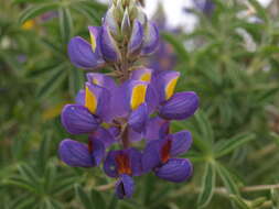 Image of Lupinus paniculatus var. paniculatus