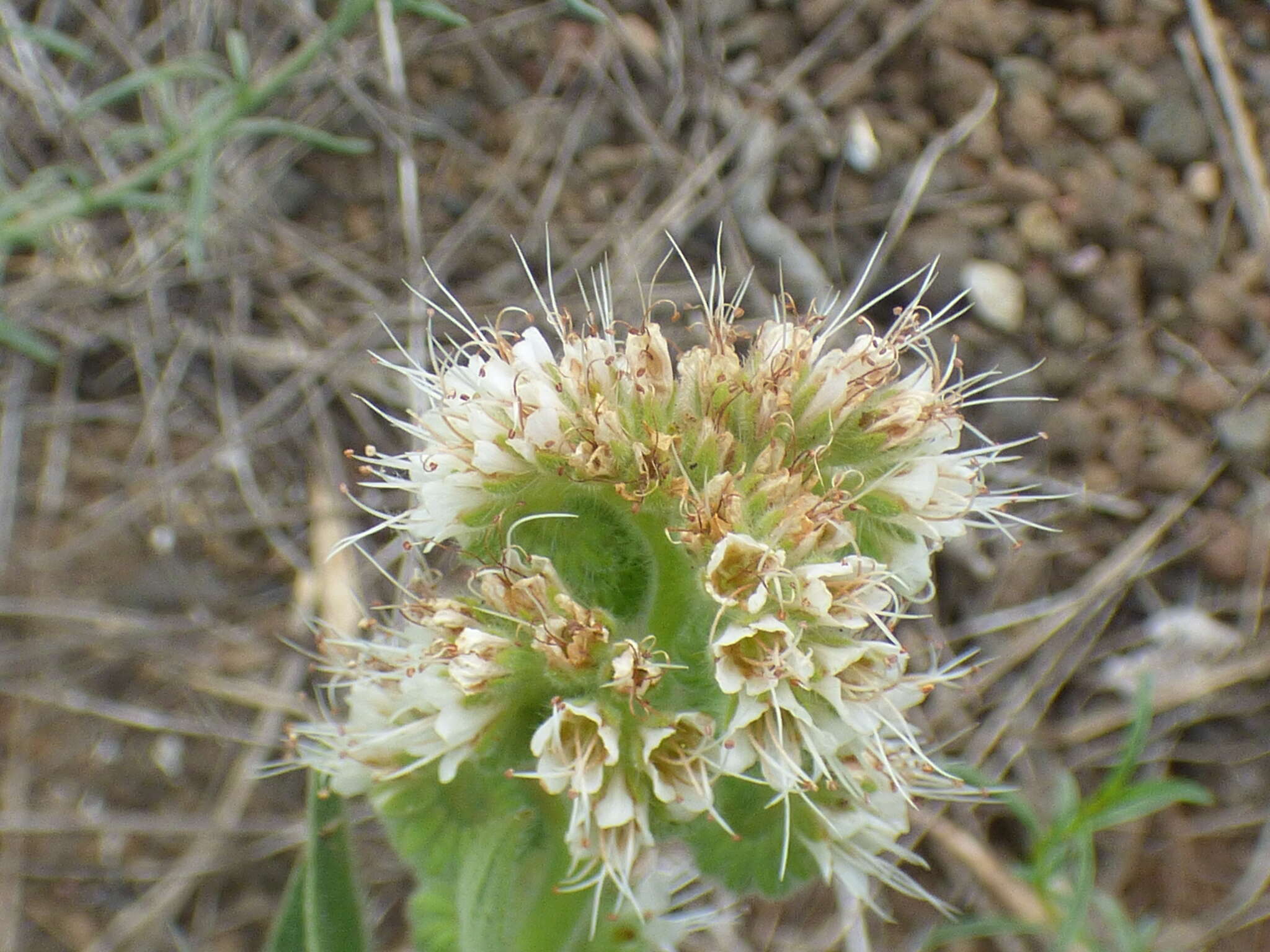 Image of Variable-Leaf Scorpion-Weed