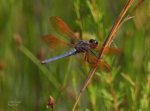 Image de Libellula jesseana Williamson 1922