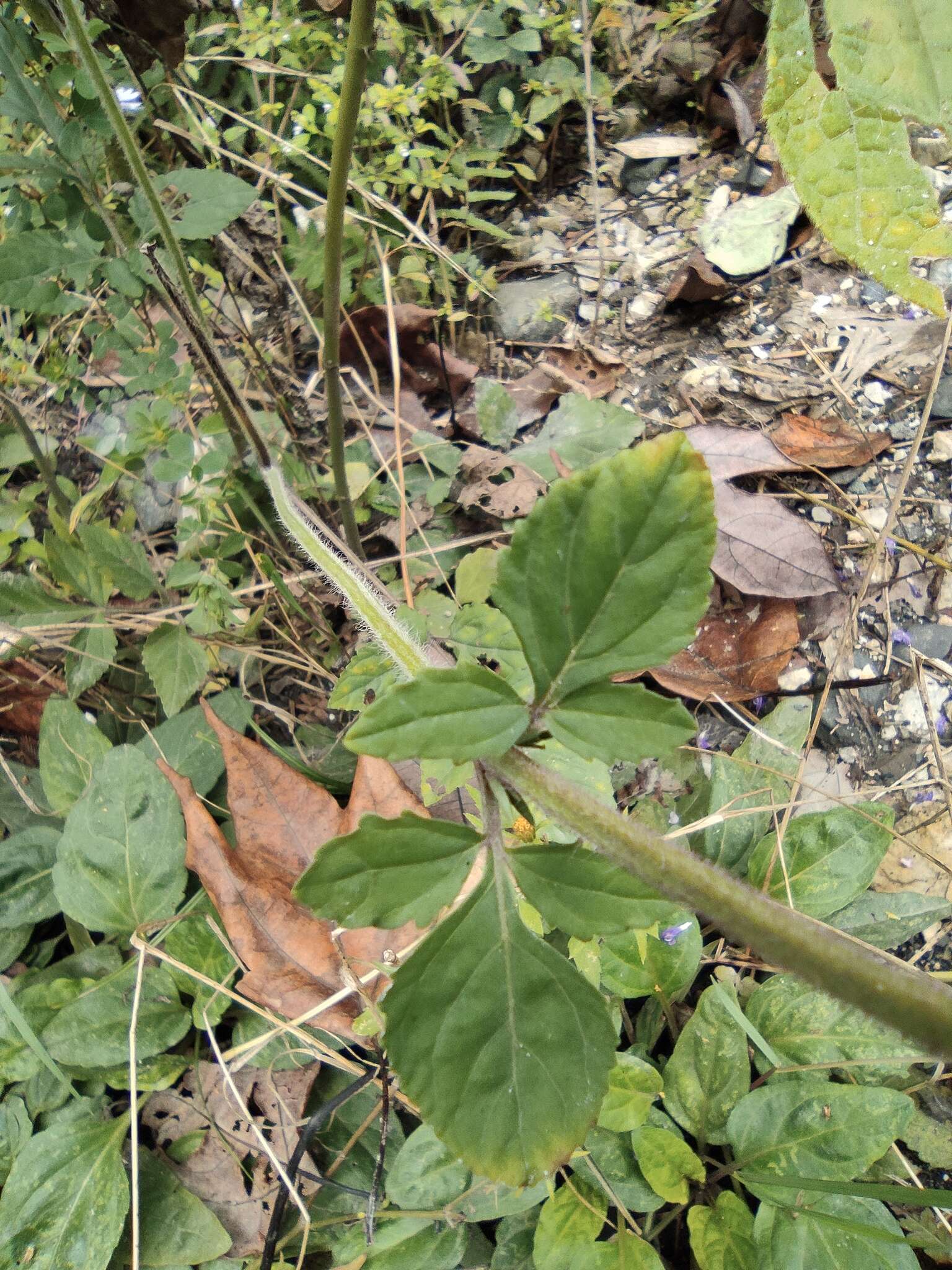 Image of Salvia japonica Thunb.