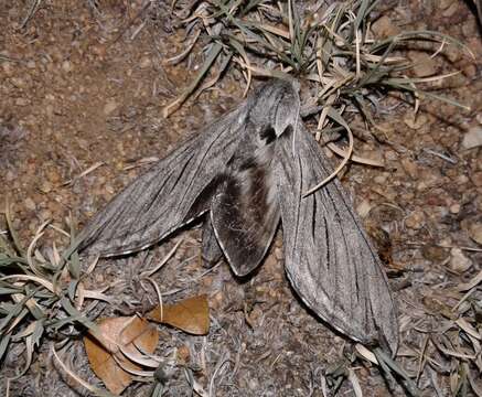 Image of Sphinx asellus (Rothschild & Jordan 1903)