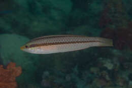 Image of Shoulderspot wrasse