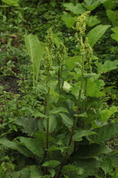 Image of Verbascum pyramidatum Bieb.