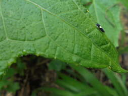 Image of Microgoniella tristicula (Melichar 1926)