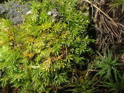 Image of oligotrichum moss