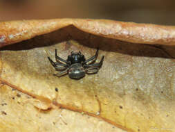 Imagem de Strophius albofasciatus Mello-Leitão 1929