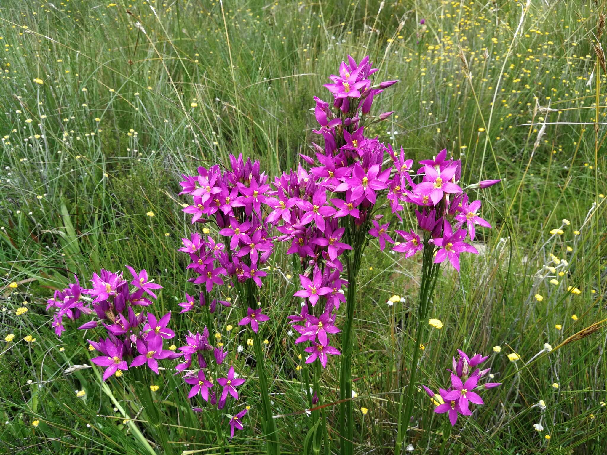 Image of Chironia krebsii Griseb.