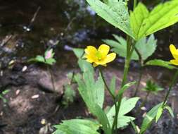 Ranunculus hispidus var. caricetorum (Greene) T. Duncan的圖片