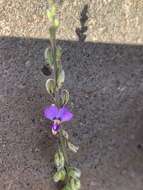 Polygala producta N. E. Br.的圖片