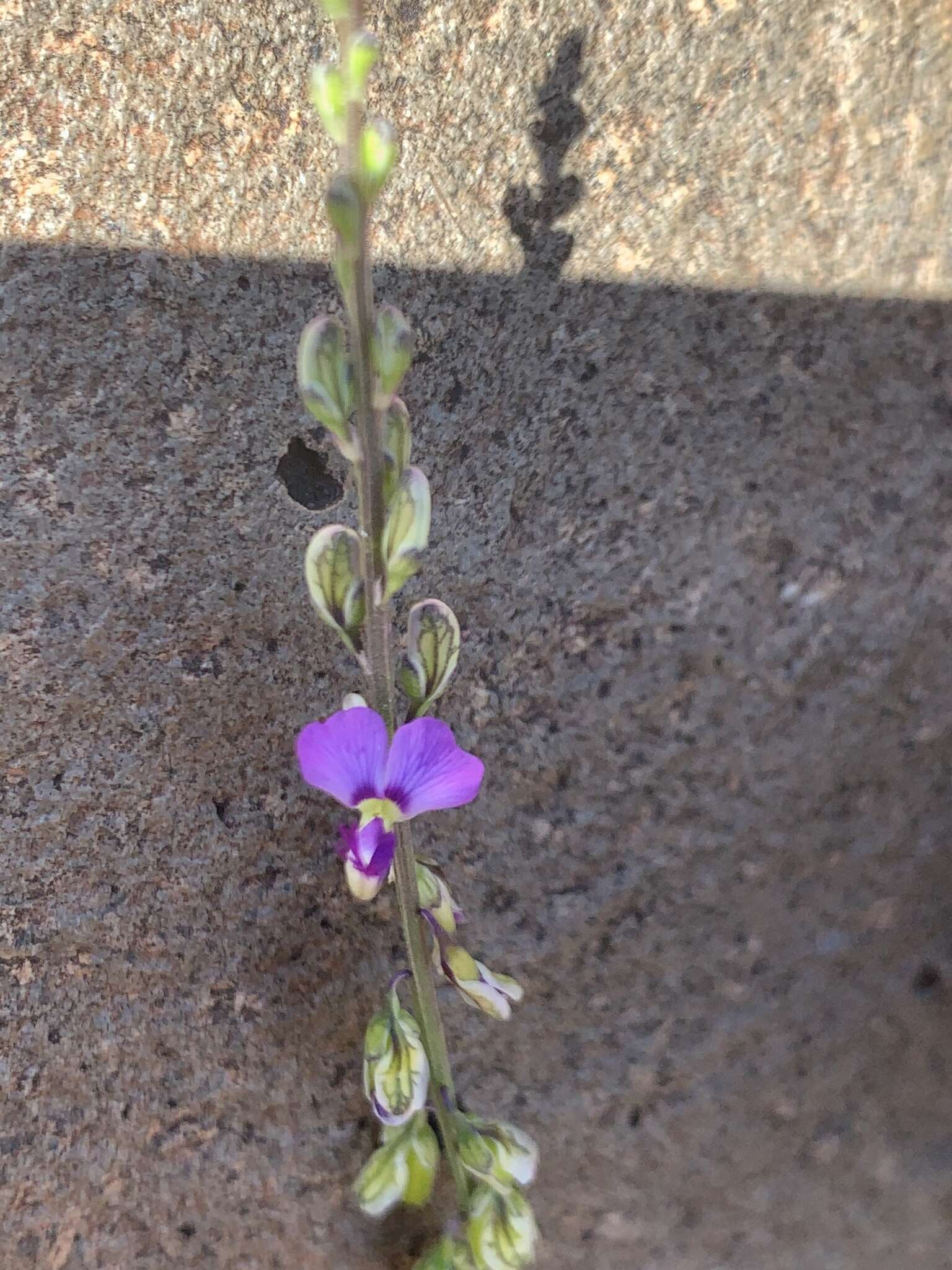 Polygala producta N. E. Br.的圖片