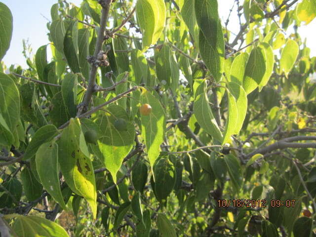 Image of Celtis caudata Planch.