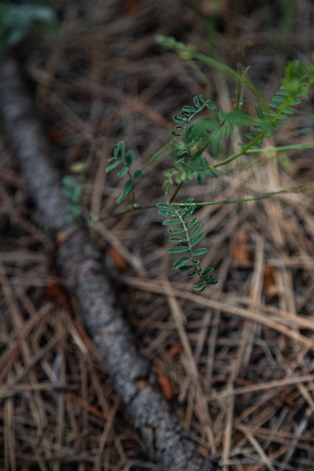 صورة Astragalus rusbyi Greene