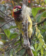 Image of Crimson-mantled Woodpecker