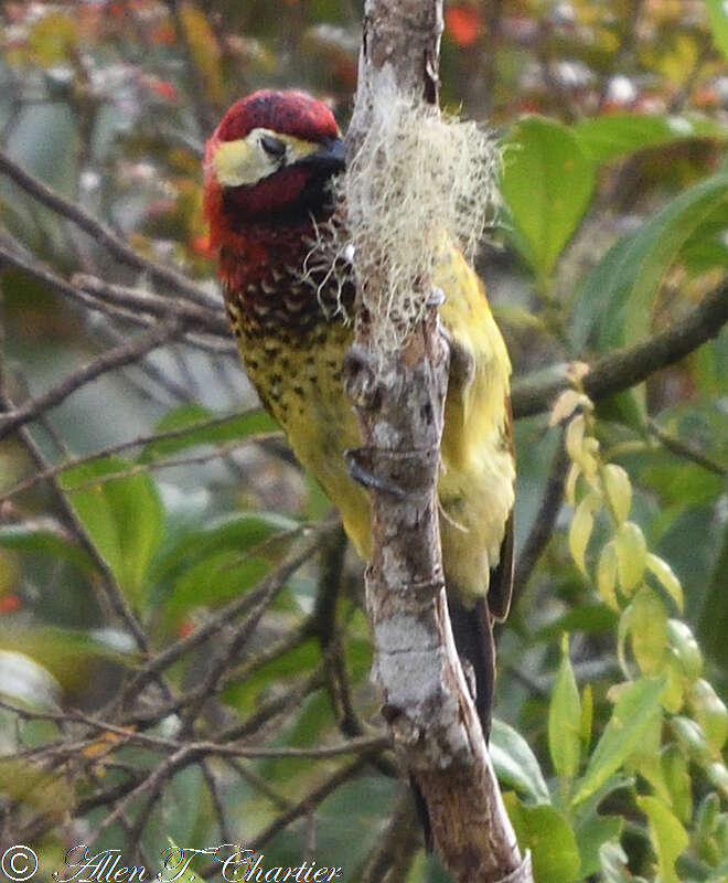 Image of Crimson-mantled Woodpecker