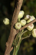 Image of Wing-Stem Camphorweed