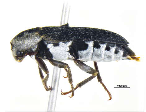 Dermestes (Dermestes) maculatus De Geer 1774 resmi