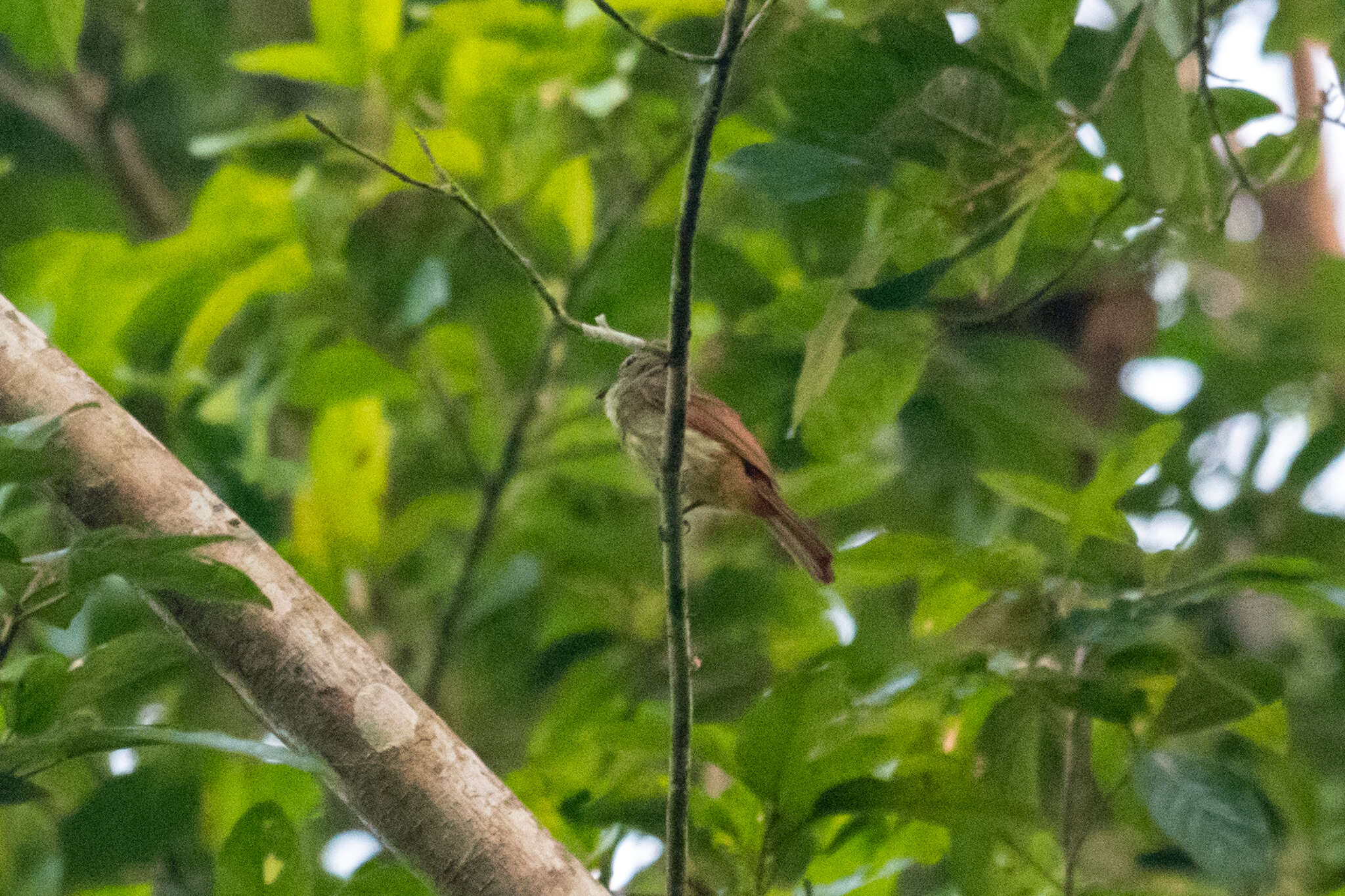 Image of Rufous-tailed Flatbill