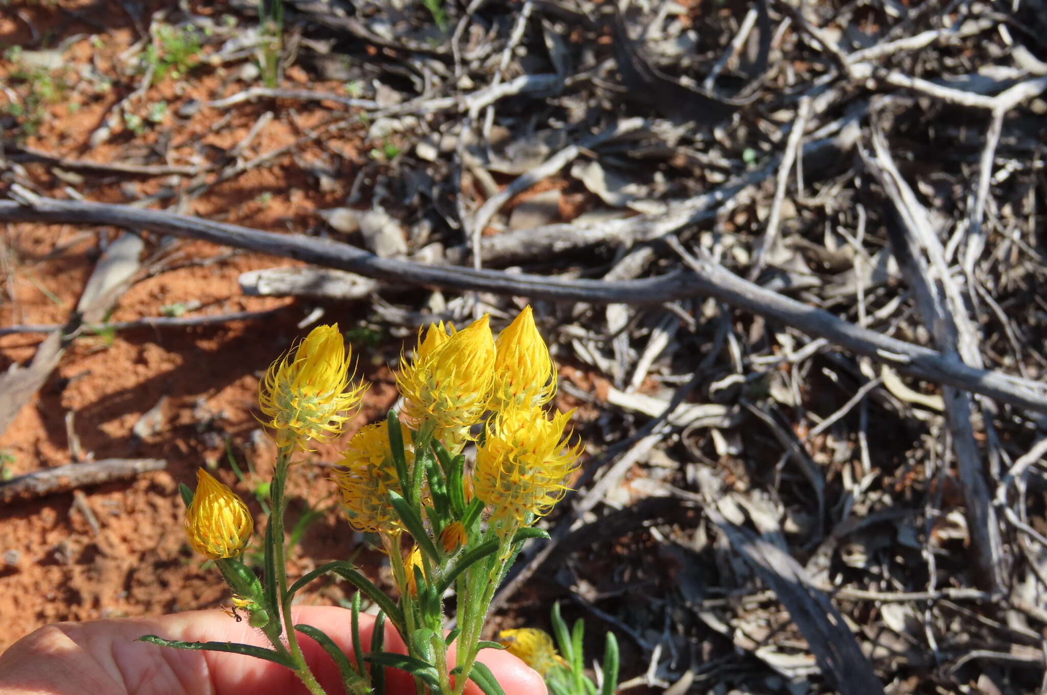 Image of <i>Waitzia <i>acuminata</i></i> var. acuminata