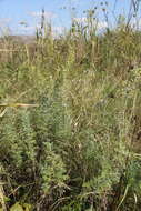 Image of Roman wormwood