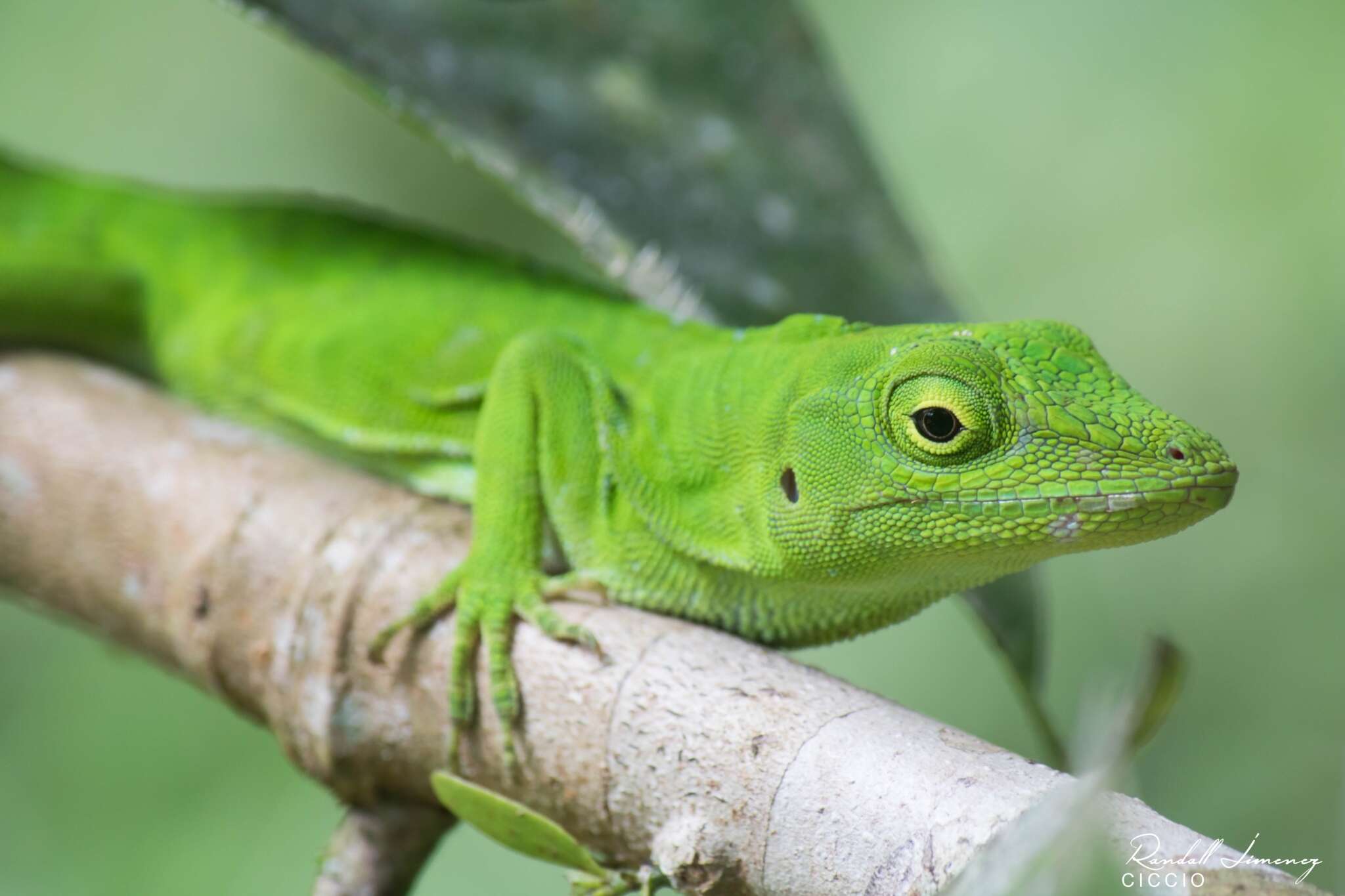 Anolis biporcatus (Wiegmann 1834)的圖片