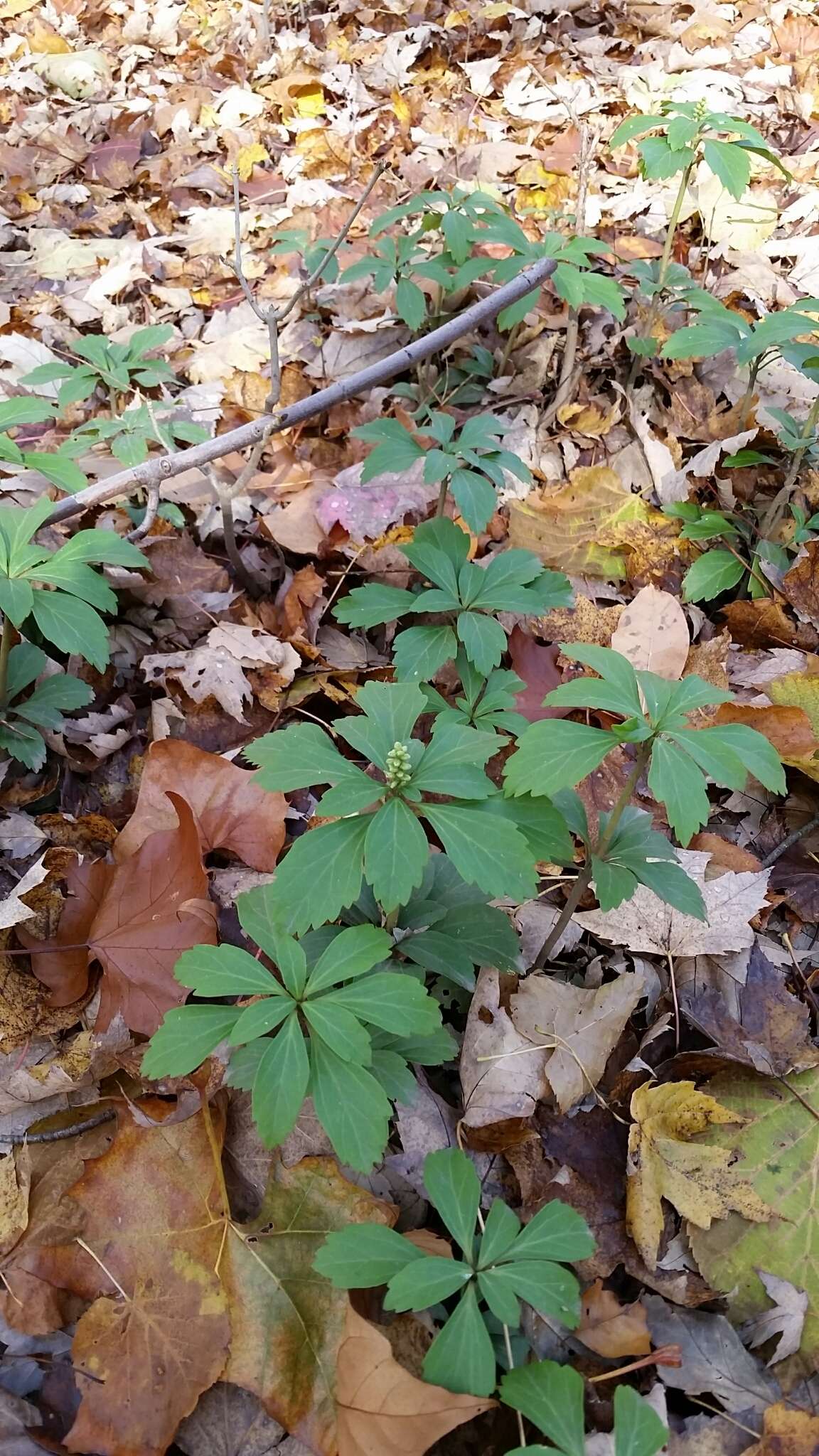 Image of Japanese pachysandra