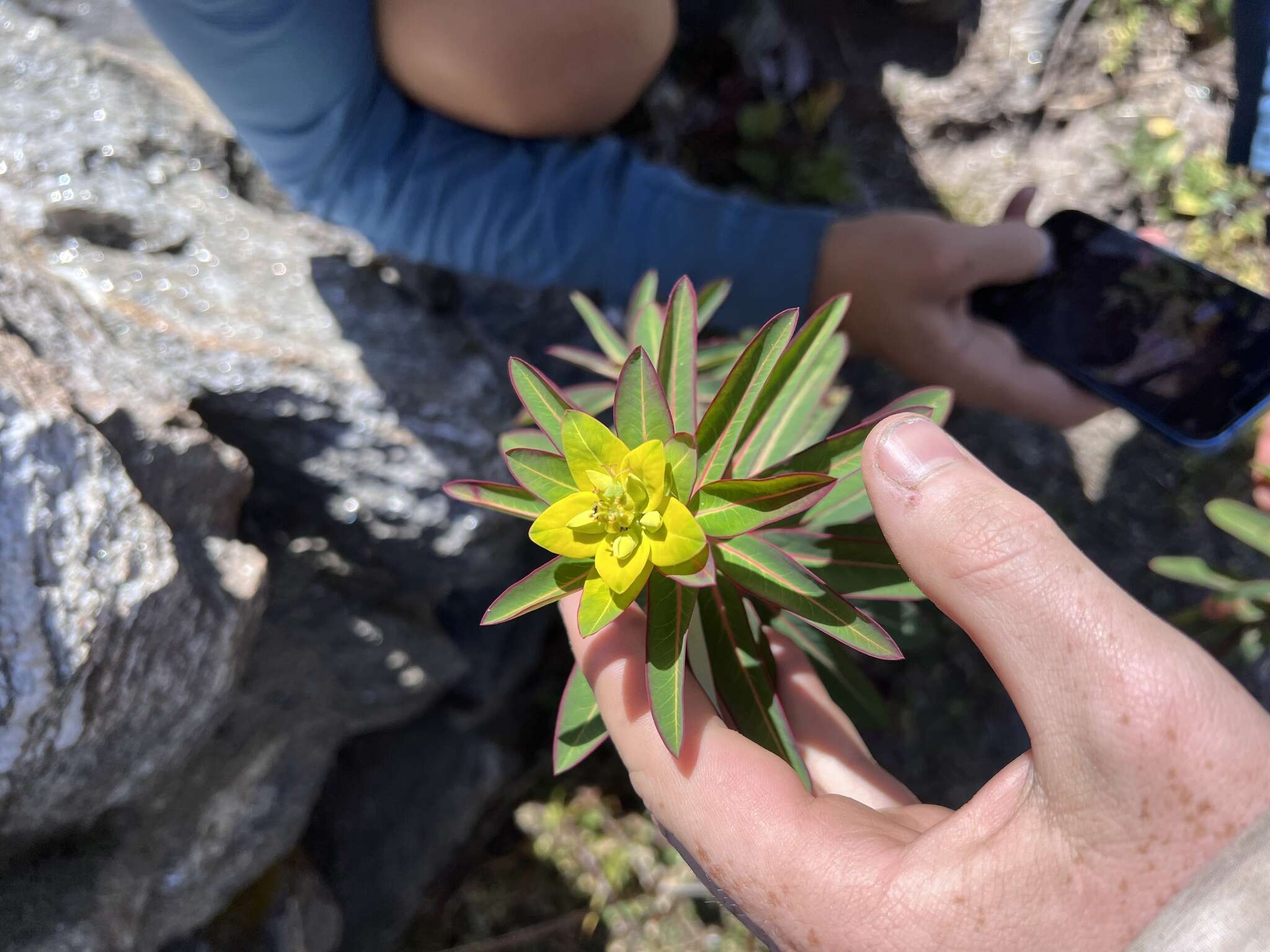 Image of Euphorbia wallichii Hook. fil.