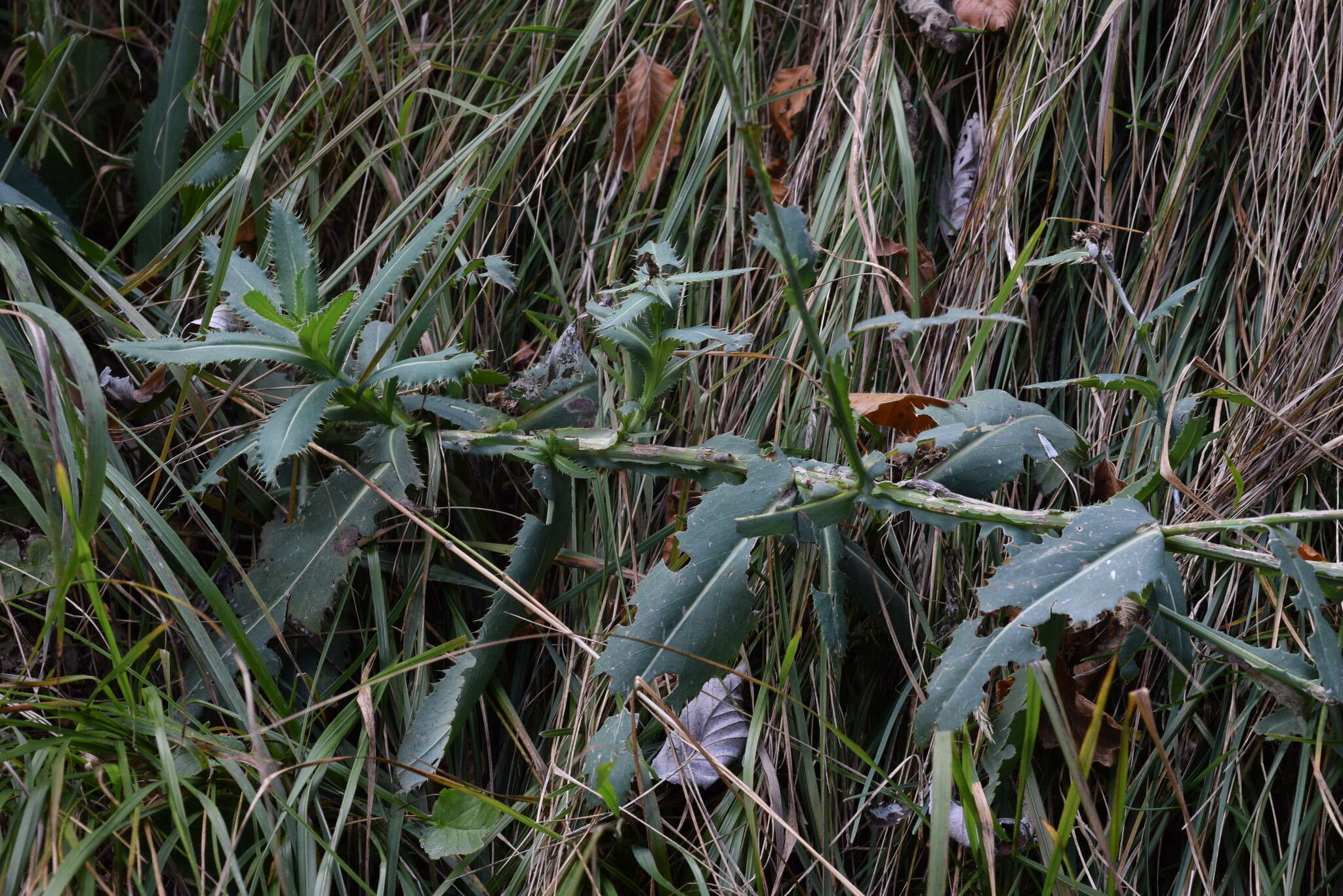 Imagem de Carduus defloratus subsp. summanus (Pollini) Arcang.