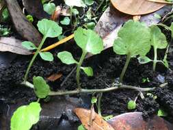 Plancia ëd Nasturtium floridanum (Al-Shehbaz & Rollins) Al-Shehbaz & R. A. Price