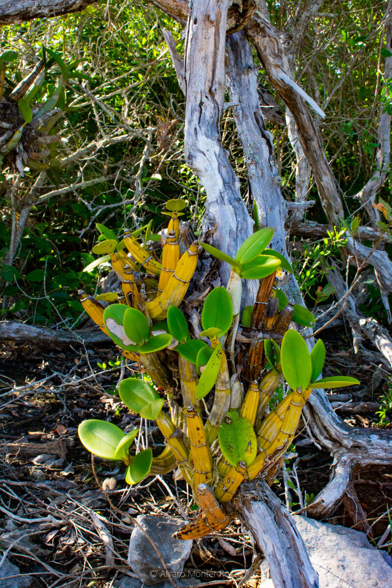 Image of Myrmecophila christinae Carnevali & Gómez-Juárez