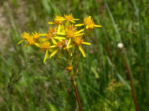 Imagem de Senecio hydrophiloides Rydb.