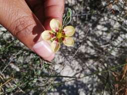 Image of Roepera spinosa (L.) Beier & Thulin