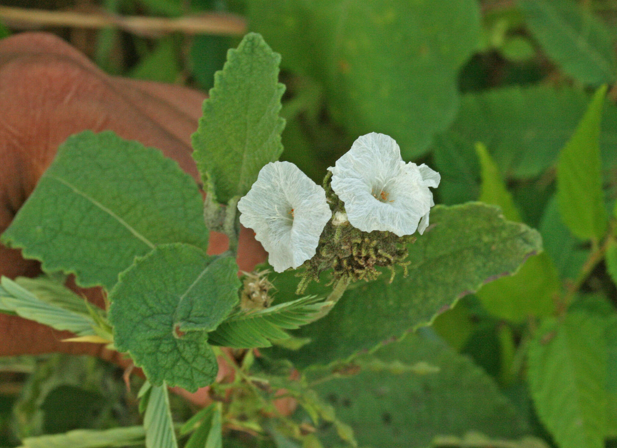 Image of Varronia macrocephala Desv.