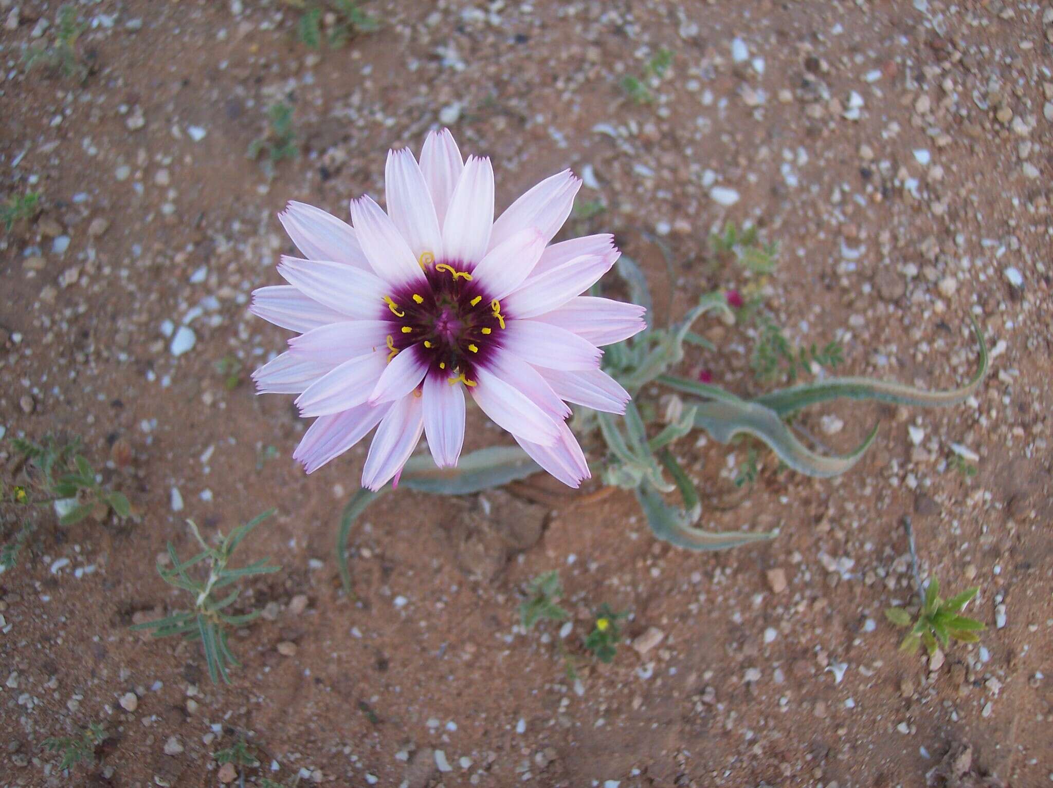 Pseudopodospermum undulatum (Vahl) Zaika, Sukhor. & N. Kilian resmi