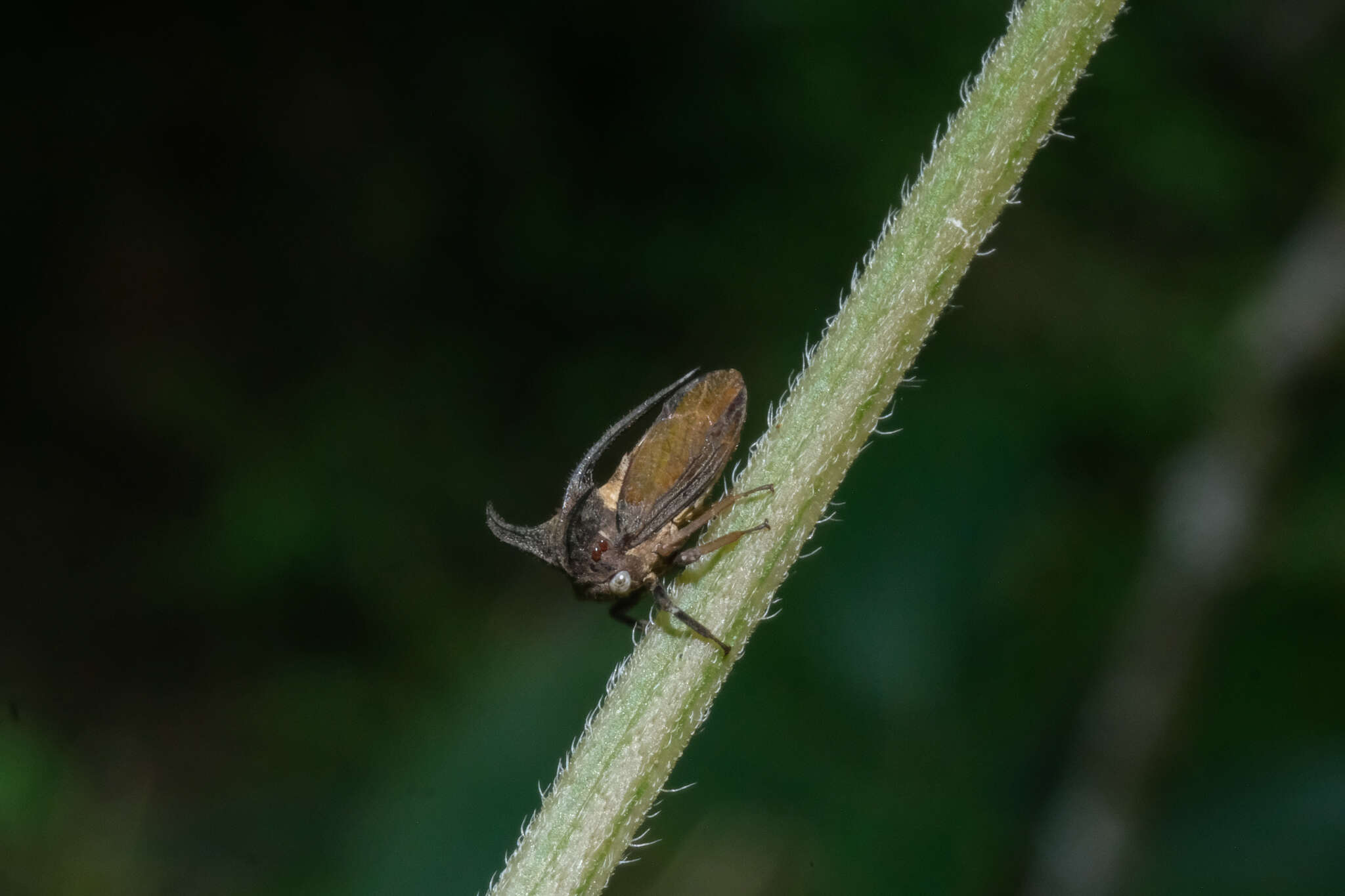 Image of Leptocentrus albolineatus Funkhouser 1937