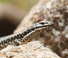 Image of Warm-temperate Water-skink