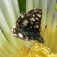 Image of Spialia spio Linnaeus 1764