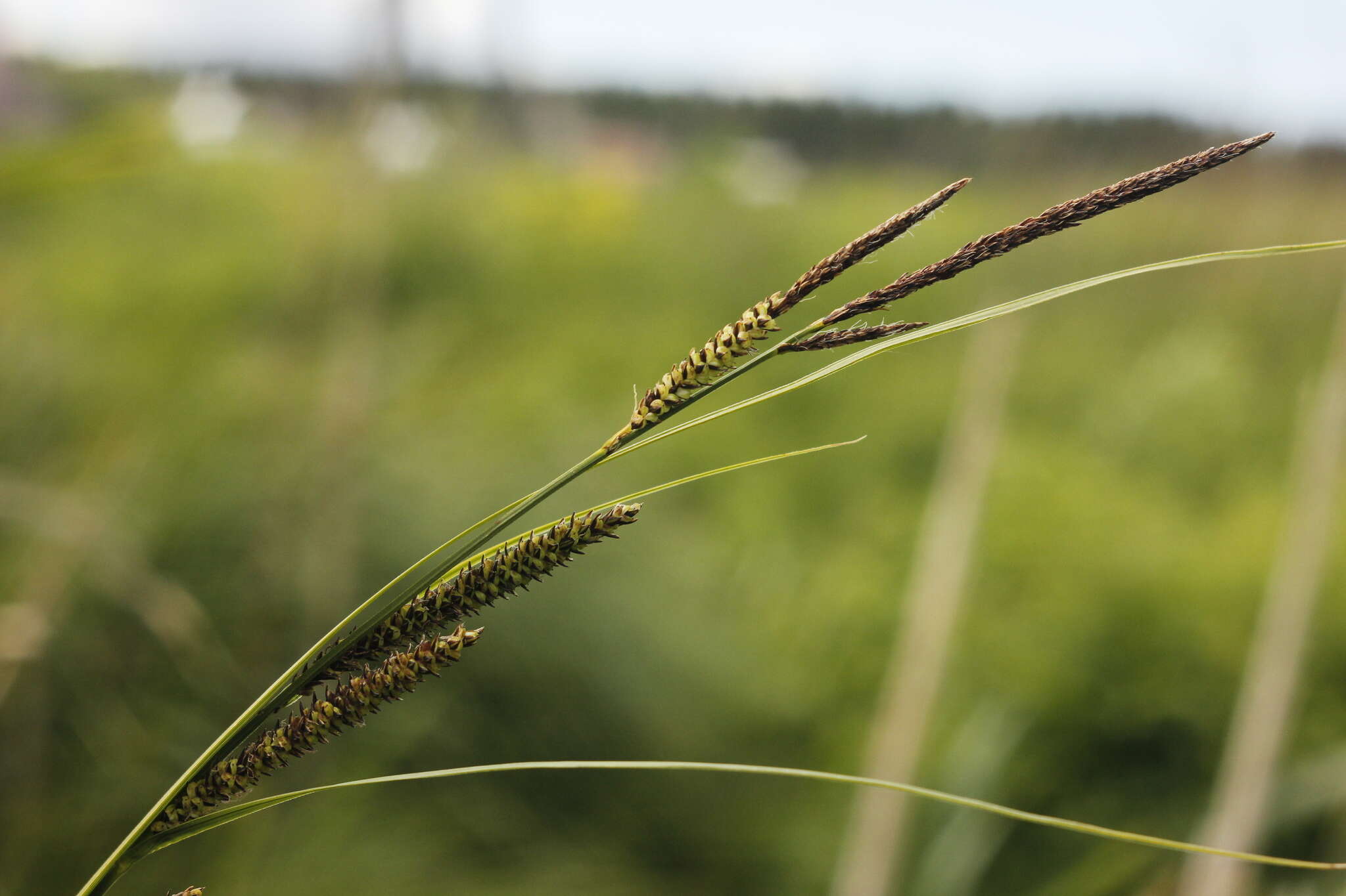 Sivun Carex elata subsp. omskiana (Meinsh.) Jalas kuva