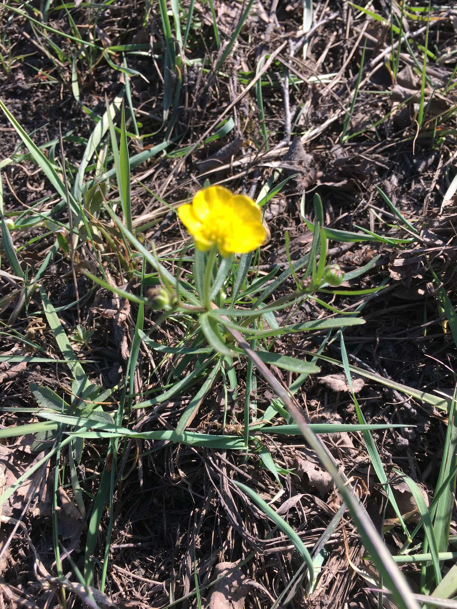 Image of Goldilocks Buttercup