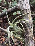 Imagem de Tillandsia paucifolia Baker