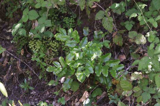 Image of Island Barberry